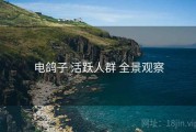 电鸽子 活跃人群 全景观察